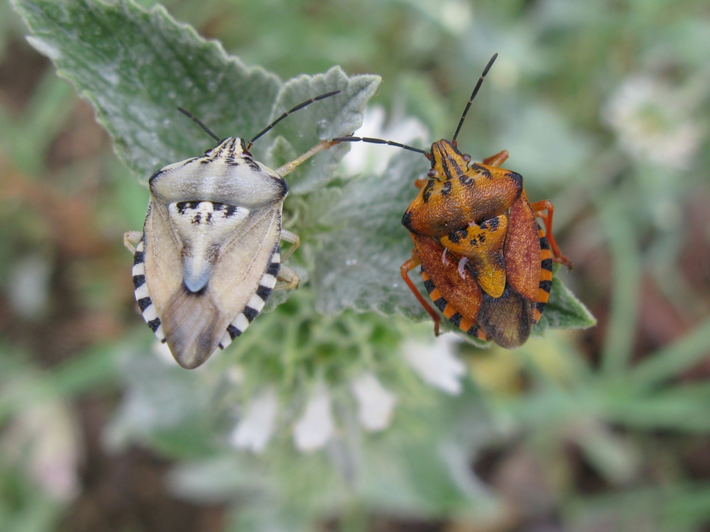 Pentatomidae: Carpocoris pudicus del Lazio (VT)